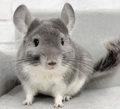 チンチラ（バイオレット）Cv-F799