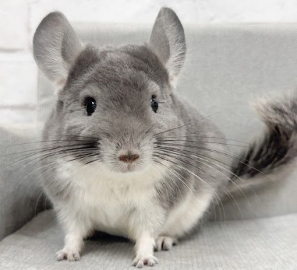 チンチラ（バイオレット）Cv-F799