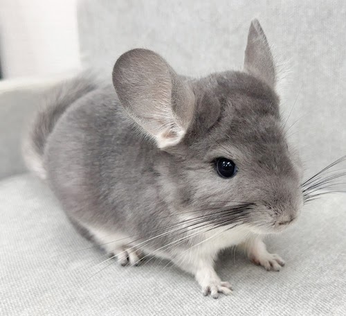 チンチラ（バイオレット）Cv-F799