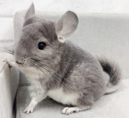 チンチラ（バイオレット）Cv-F799