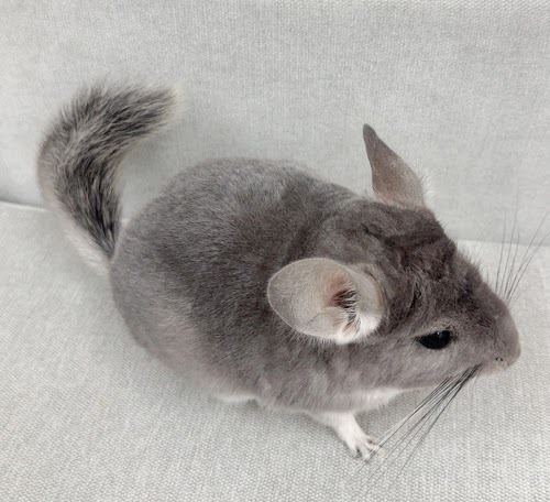 チンチラ（バイオレット）Cv-F799