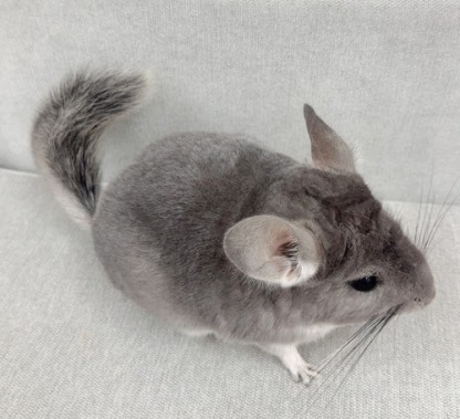 チンチラ（バイオレット）Cv-F799