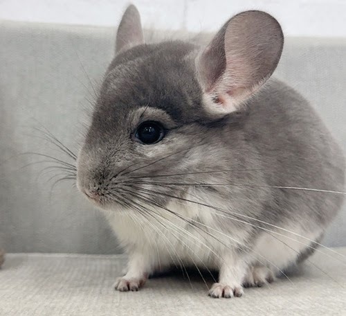 チンチラ（バイオレット）Cv-M753