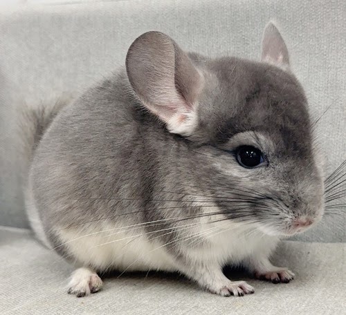 チンチラ（バイオレット）Cv-M753