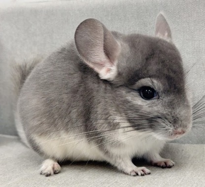 チンチラ（バイオレット）Cv-M753