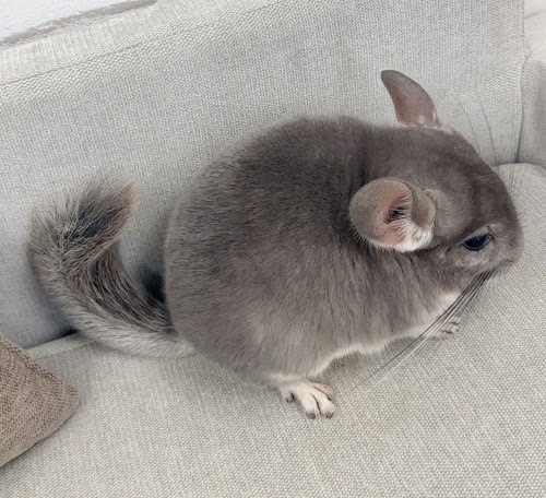 チンチラ（バイオレット）Cv-M753