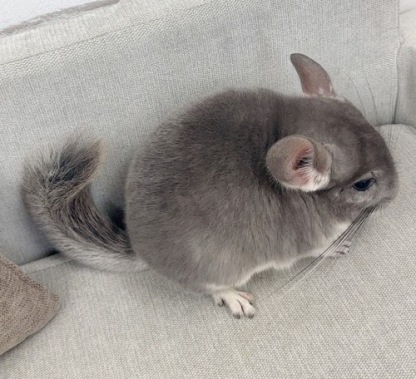 チンチラ（バイオレット）Cv-M753