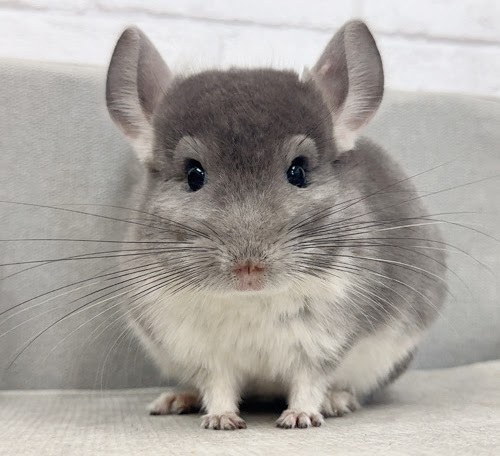 チンチラ（バイオレット）Cv-M753