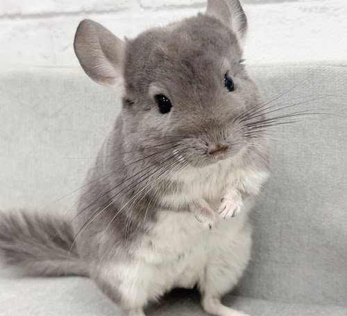 チンチラ（バイオレット）Cv-M798