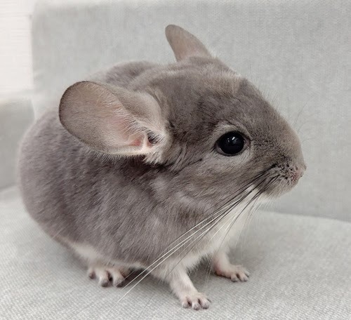 チンチラ（バイオレット）Cv-M798