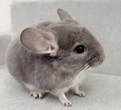 チンチラ（バイオレット）Cv-M798