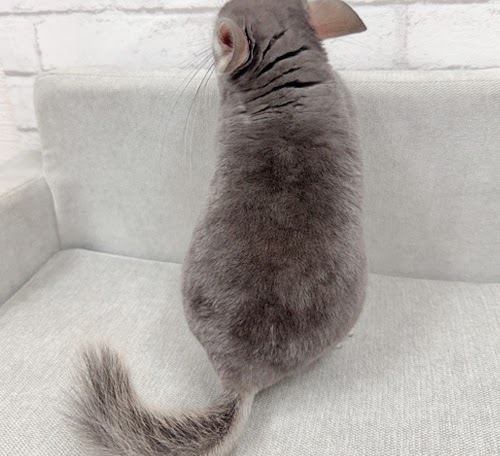 チンチラ（バイオレット）Cv-M798