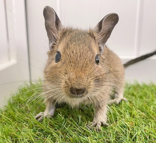 デグー（アグーチ）Da-F561