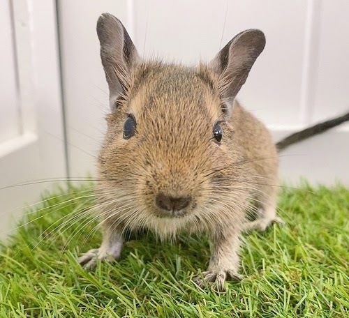 デグー（アグーチ）Da-F561