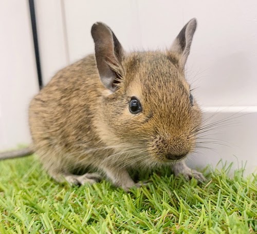 デグー（アグーチ）Da-F561