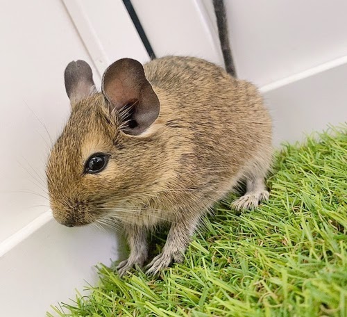 デグー（アグーチ）Da-F561