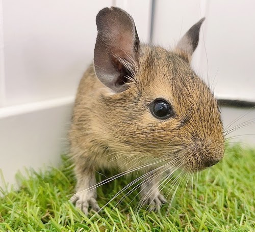 デグー（アグーチ）Da-F561