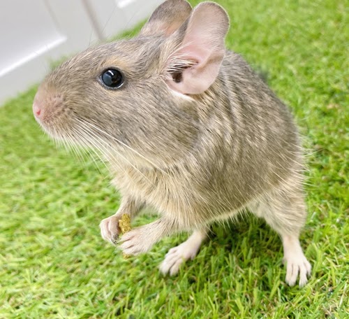 デグー（ブルー）Db-F555