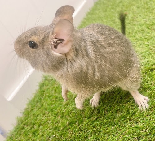 デグー（ブルー）Db-F555