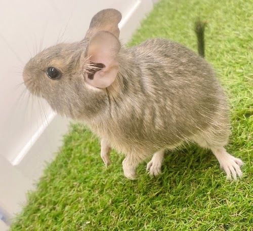 デグー（ブルー）Db-F555