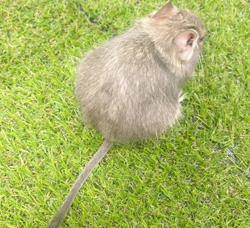 デグー（ブルー）Db-F555