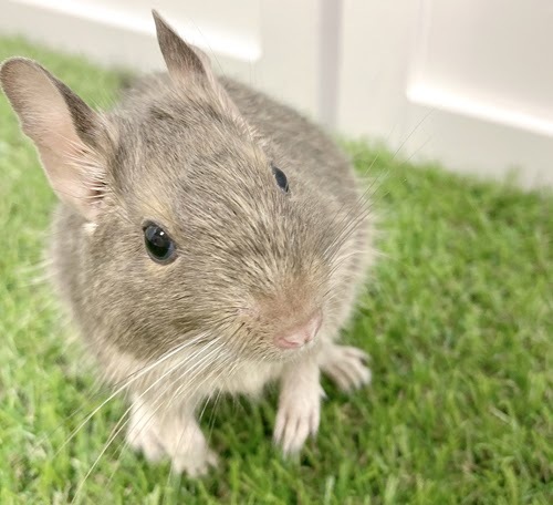 デグー（ブルー）Db-F555