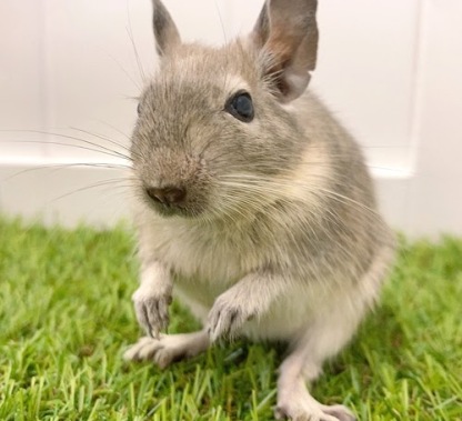 デグー（ブルーパイド）Dbp-F562