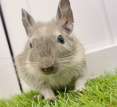 デグー（ブルーパイド）Dbp-F562