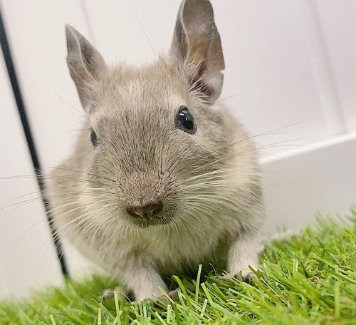 デグー（ブルーパイド）Dbp-F562