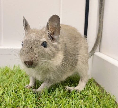 デグー（ブルーパイド）Dbp-F562