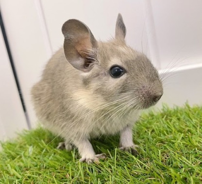 デグー（ブルーパイド）Dbp-F562