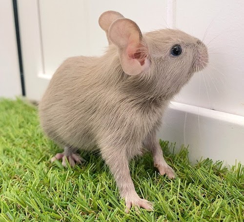 デグー（チョコレート）Dc-F557