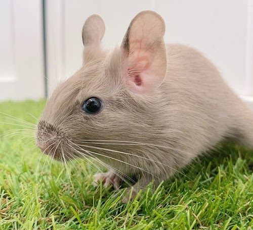 デグー（チョコレート）Dc-F557