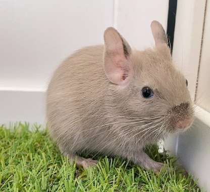 デグー（チョコレート）Dc-F557