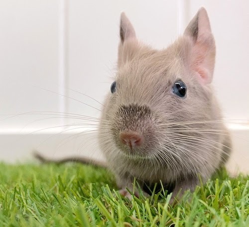 デグー（チョコレート）Dc-F557