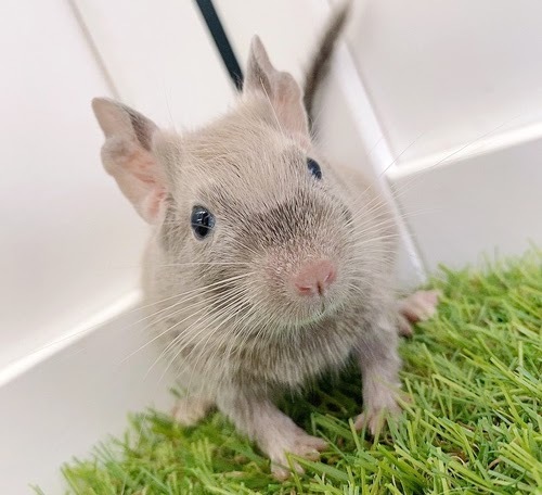 デグー（チョコレート）Dc-F559