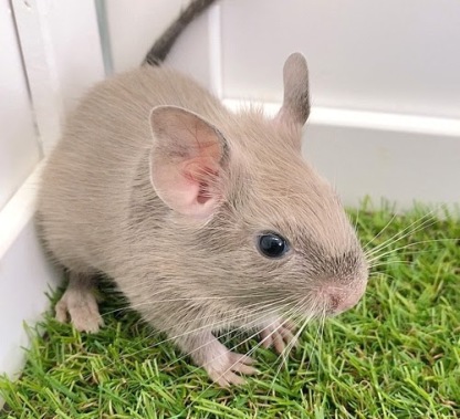 デグー（チョコレート）Dc-F559