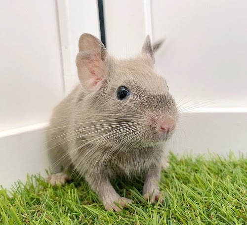 デグー（チョコレート）Dc-F559