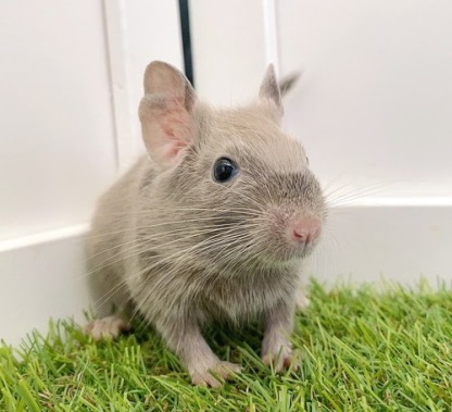 デグー（チョコレート）Dc-F559