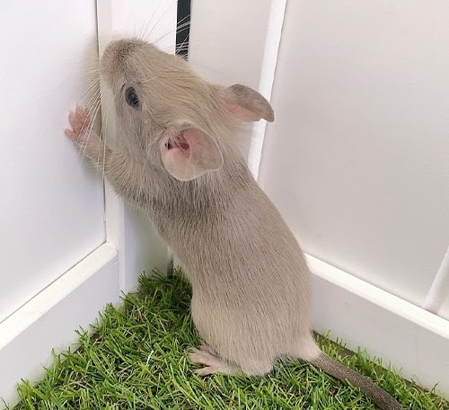 デグー（チョコレート）Dc-F559