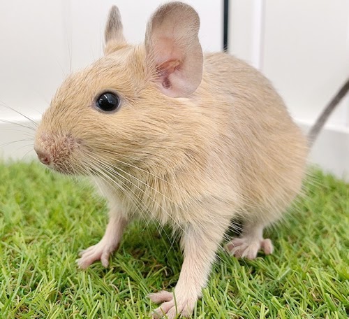 デグー（サンド）Ds-F558