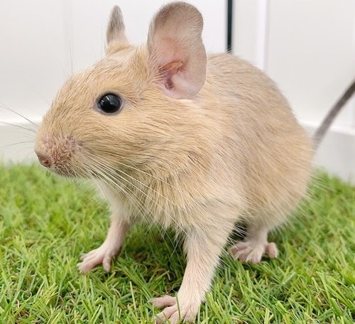 デグー（サンド）Ds-F558