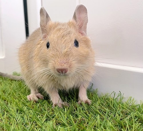 デグー（サンド）Ds-F558