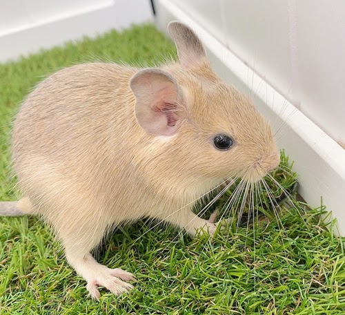 デグー（サンド）Ds-F558