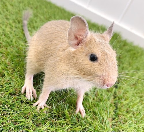 デグー（サンド）Ds-F558