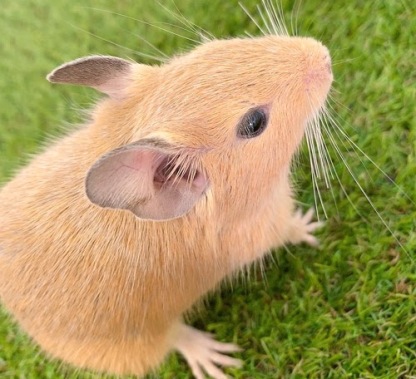 デグー（サンド）Ds-F560