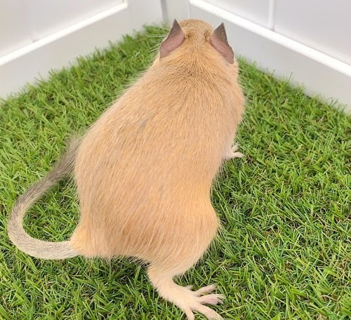 デグー（サンド）Ds-F560