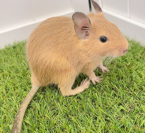 デグー（サンド）Ds-F560