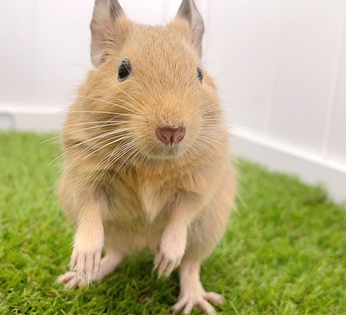 デグー（サンド）Ds-F560