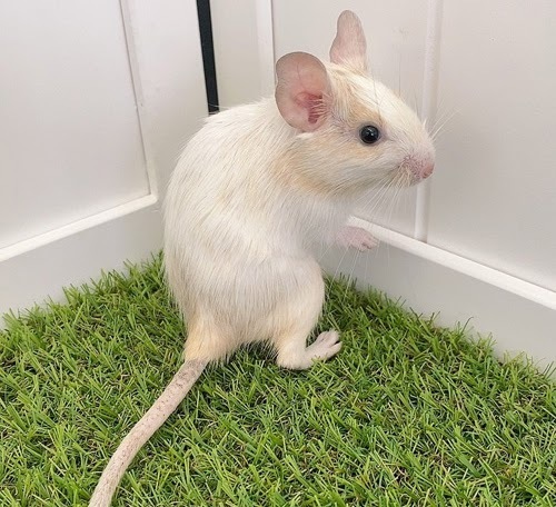 デグー（サンドパイド）Dsp-F556